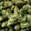 Hawaiian Skunk strain