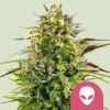 Alien OG Marijuana Strain
