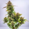 Bubble Kush Auto Strain
