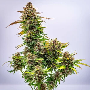 Bubble Kush Auto Strain