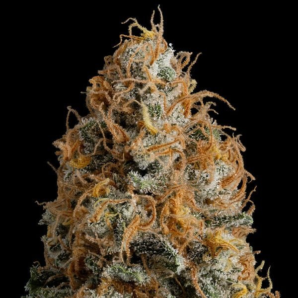 Bubble Kush strain