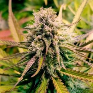 Candy Kush Strain