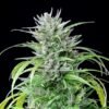 Critical Kush Indica Strain