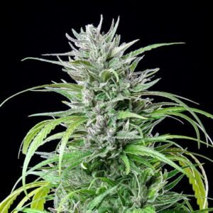 Critical Kush Indica Strain