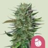 Do-Si-Dos Marijuana Strain