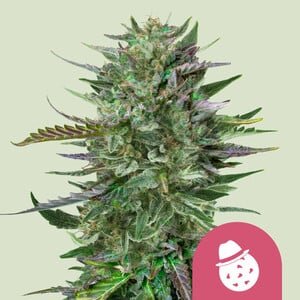 Do-Si-Dos Marijuana Strain
