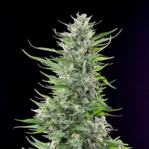 Fat Banana Auto Cannabis Seeds