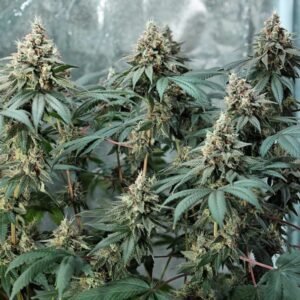 Buy Fat Banana Auto Cannabis Seeds