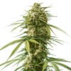 Gushers Strain Weed