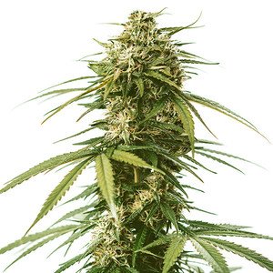 Gushers Strain Weed