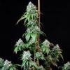 HulkBerry Feminised Seeds