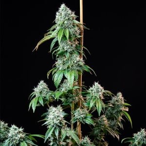 HulkBerry Feminised Seeds