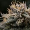 Buy Punch Pie Feminized Seeds
