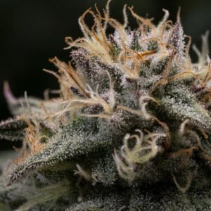 Buy Punch Pie Feminized Seeds