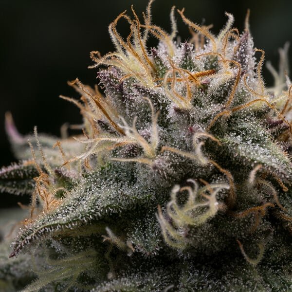Buy Punch Pie Feminized Seeds
