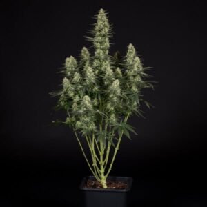 Buy Punch Pie Feminized Seeds