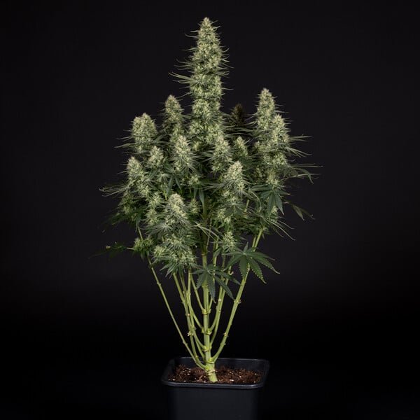 Buy Punch Pie Feminized Seeds