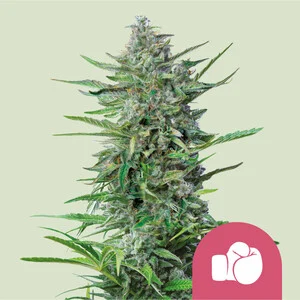 Purple Punch Marijuana Strain