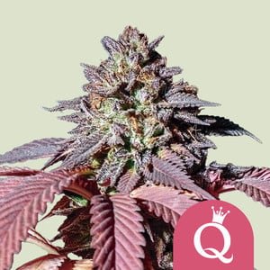 Royal Queen Cannabis Seeds