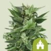Royal Kush Auto strain