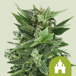 Royal Kush Auto strain