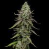 Special Kush strain