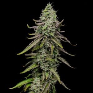 Special Kush strain