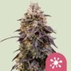 Sticky Queen Cannabis Strain