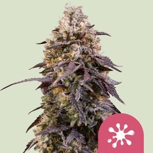 Sticky Queen Cannabis Strain