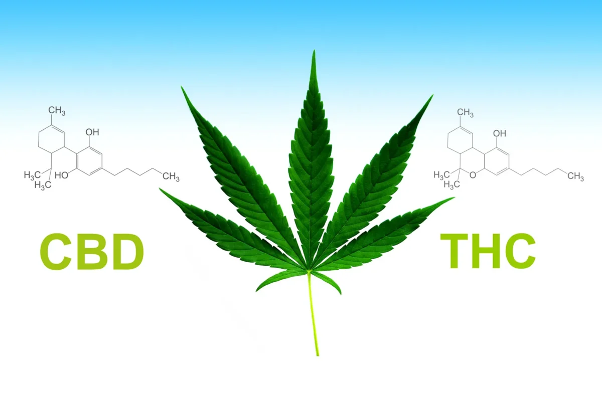 CBD vs THC Edibles