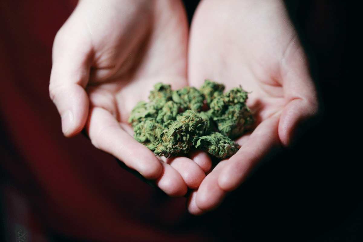 Hybrid Cannabis Strains USA
